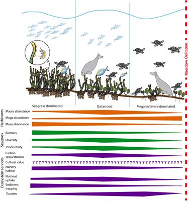 The Role of Herbivory in Structuring Tropical Seagrass Ecosystem Service Delivery